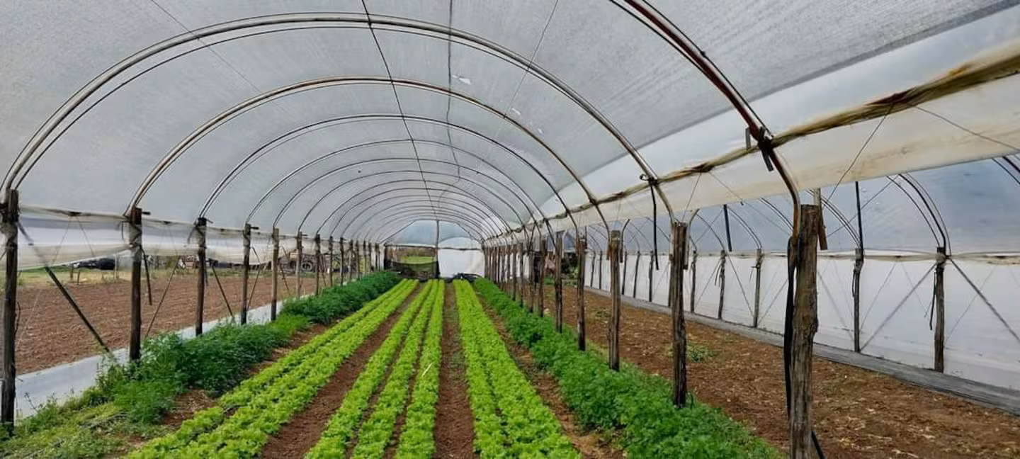 Nueva línea de financiamiento para el sector frutihortícola: herramientas para fortalecer la producción y promover inversiones